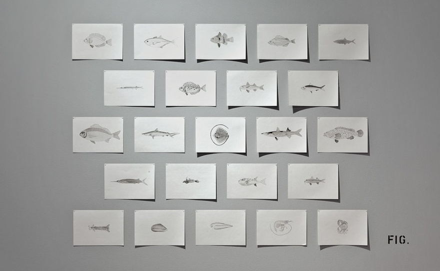 Uriel Orlow, Lessepsian Migrants, 2010-11.